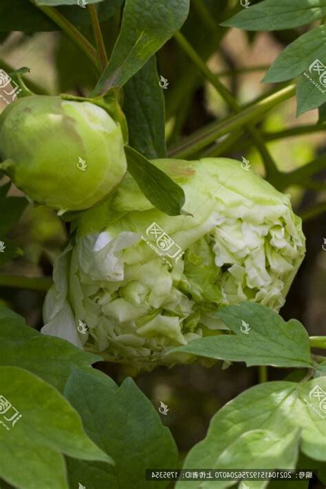 球牡丹 暖陽花